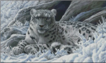 (image for) Snow Leopard 3 - JP